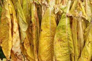 ТАБАК  для трубки !!! При покупці бонус і Подвійний бонус- фото № 2