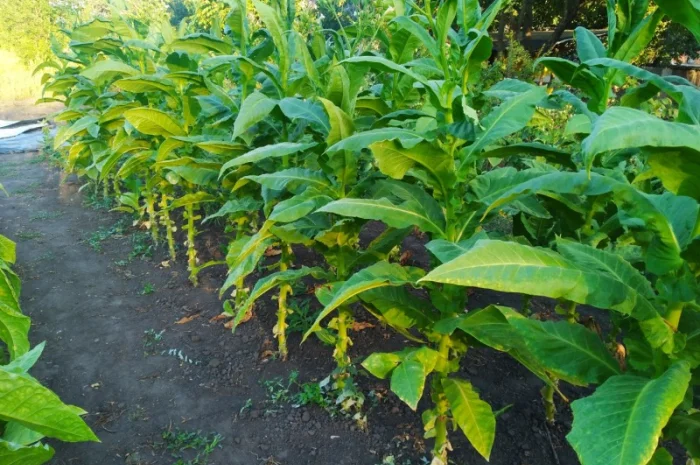 Насіння тютюну- фото № 1