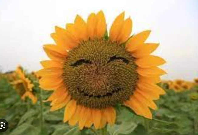 Куплю ФУЗ подсолнечное масло лопатное и баковое- фото № 1