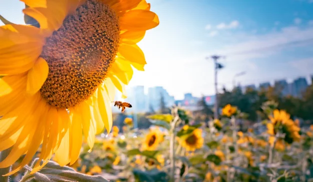 Скупка фуз растительных масел в Ровно- фото № 1