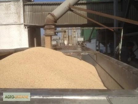 Услуги зерновозов самосвалов Даф, Рено. Уборка комбайнами урожая зерновых 2024 року- фото № 2