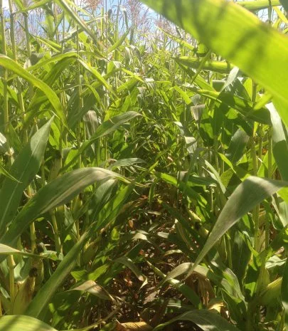 Еврозерновозы для перевозки зерна в Чернигове- фото № 2