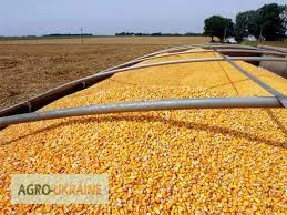 Еврозерновозы для перевозки зерна в Чернигове- фото № 5