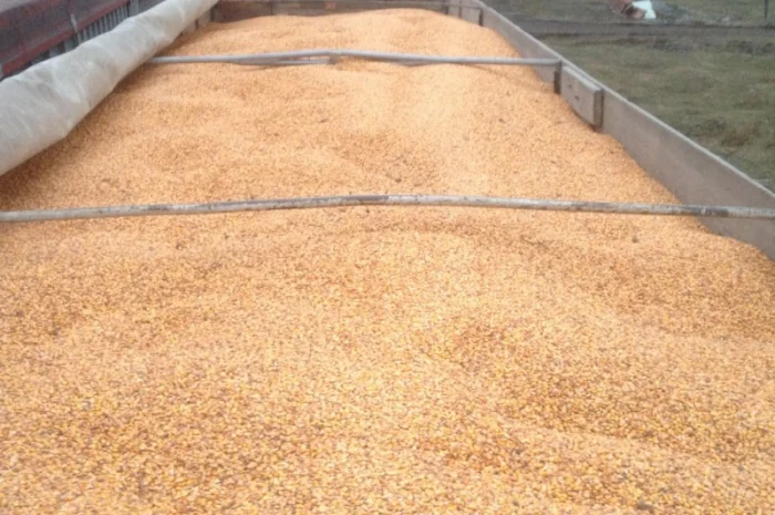 Самосвальные зерновозы для агроперевозок. Жнива 2024- фото № 2