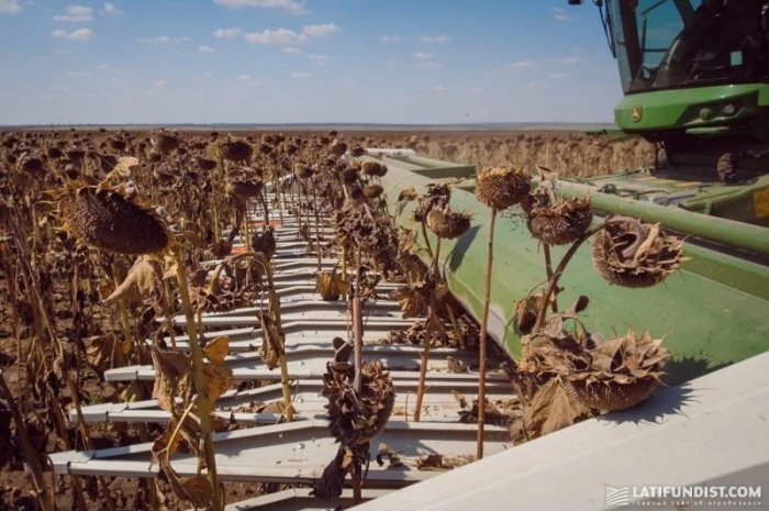 Уборка сои подсолнечника соняшника кукурузы льна Херсон Алешки Антоновка Белозерки- фото № 1