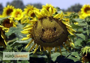 Потрібен комбайн для збору сої та кукурудзи- фото № 1