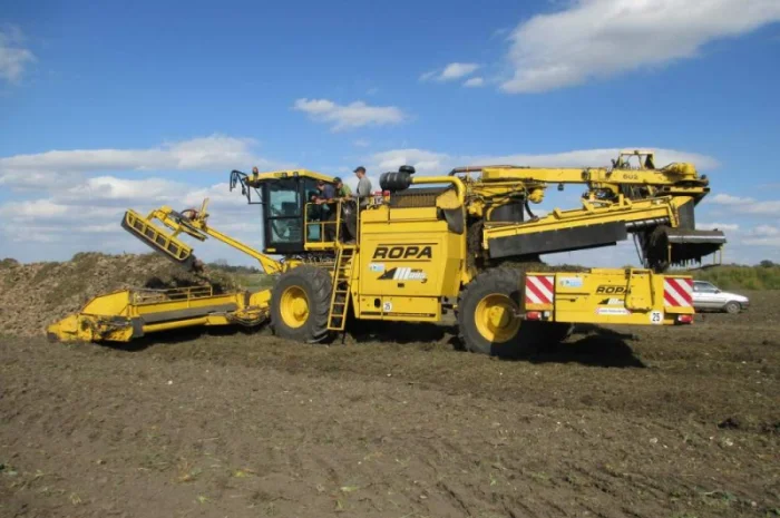 Погрузка сахарной свеклы погрузчиком Ропа- фото № 1