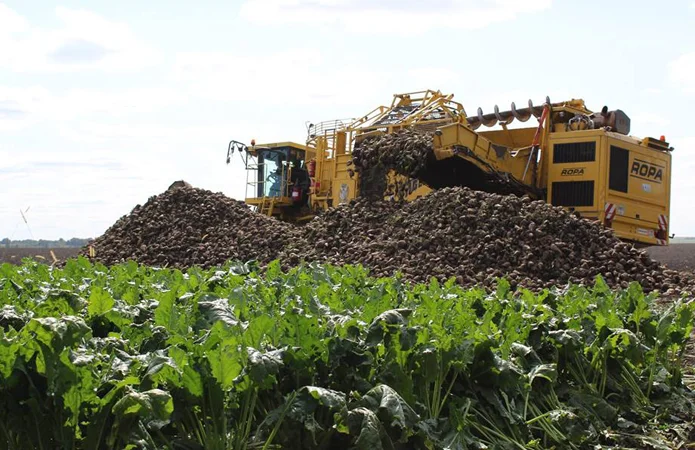 Услуги по уборке сахарной свеклы буряка погрузка сахарной свеклы по Украине- фото № 1