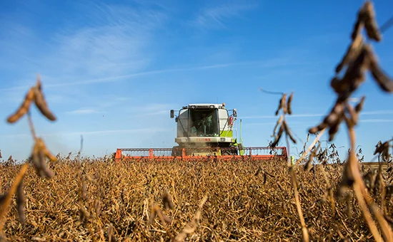 Уборка кукурузы подсолнечника соняшника льна сои Хмельницкий Виньковцы Белогорье Волочиск- фото № 1