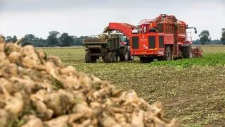 Уборка сахарной свеклы буряка комбайнами по Украине комбайны Холлмер Ропа- фото № 1