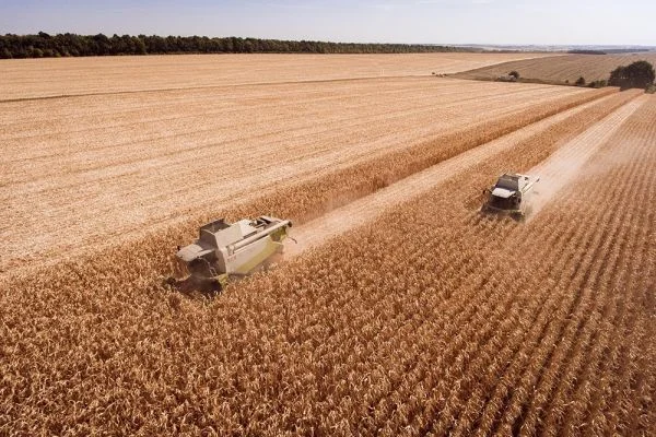 Уборка подсолнечника соняшника льна сои кукурузы Чернигов Батурин Бобровица Борзна Бахмач- фото № 1