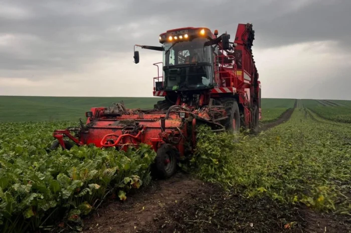 Найму бурякозбирального (свеклоуборочного) комбайна, уборка буряка, Більче-Золоте- фото № 1