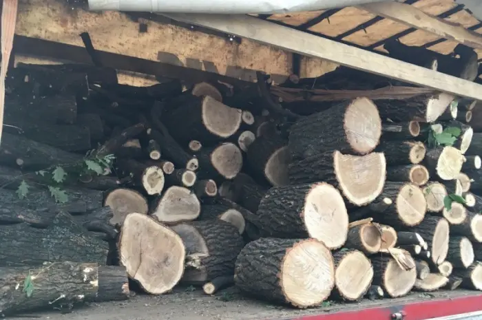 Продам в больших количествах дрова твердих порід і дрова фруктові- фото № 4