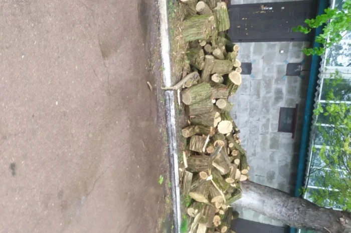 Продам Дрова Акация- фото № 3