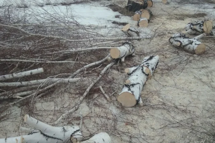 Продаються дрова берези в Чернігові- фото № 4