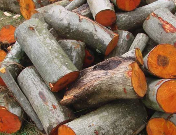 Сухі та свіжопиляні дрова з вільхи- фото № 1