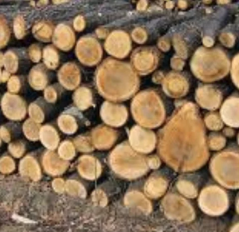 Дрова с доставкой в Киев и область- фото № 1