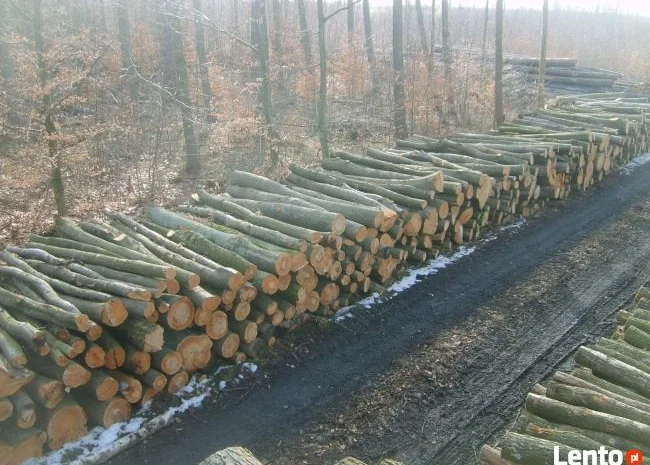 Продам дрова колені, твердих порід (дуб, бук, граб)- фото № 3