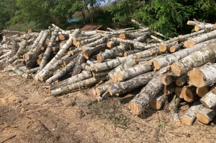 Продам дрова колотые твёрдых пород- фото № 2