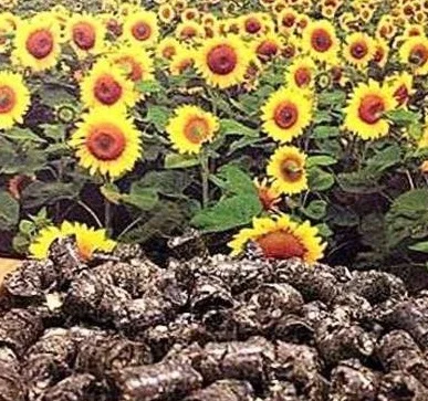 Пелет з лушпиння соняшнику купити- фото № 1