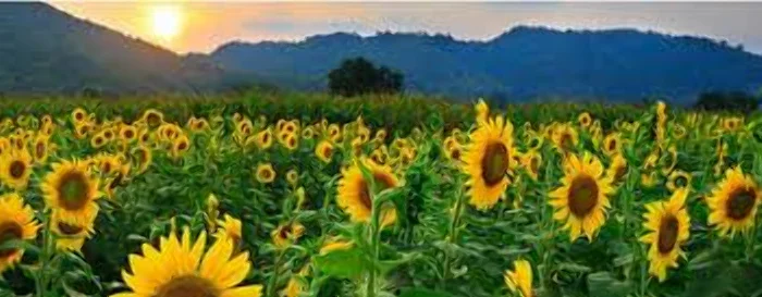 Продам пеллеты топливные из лузги подсолнуха с доставкой от 5 - 25 тонн- фото № 1