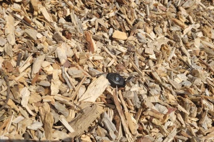 Продам Щепу паливну, порода сосна- фото № 3