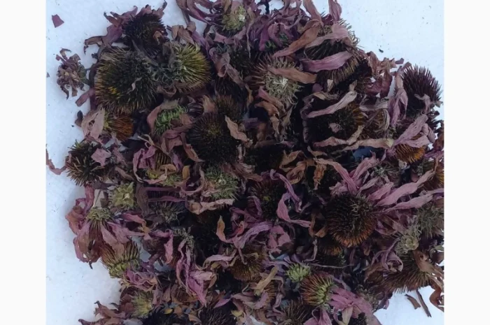 Квіти ехінацеї пурпурової- фото № 1