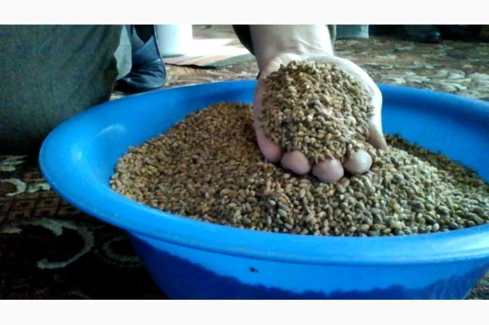 Продам бруньки смородини- фото № 2