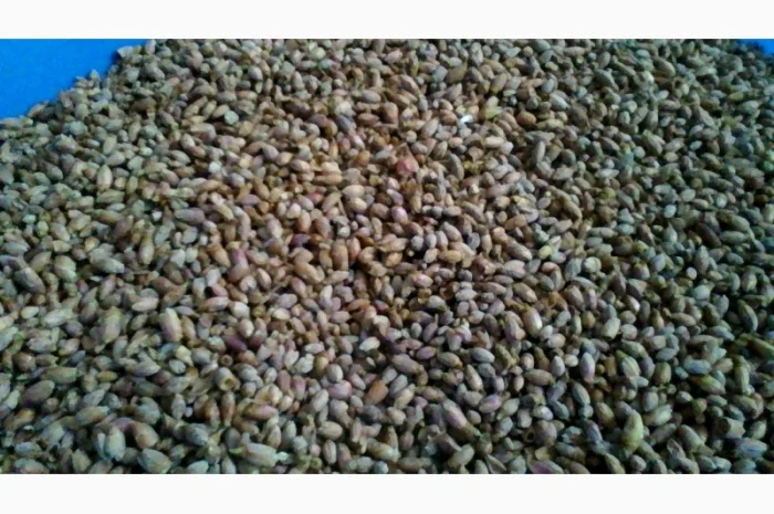 Продам бруньки смородини- фото № 1