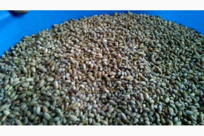 Продам бруньки смородини- фото № 4