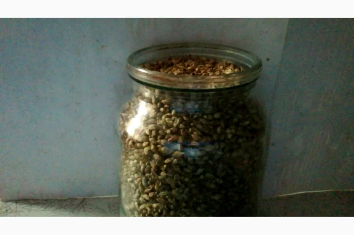 Продам бруньки смородини- фото № 3