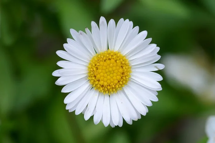 Куплю цвіт стокротки багаторічної (маргаритки)- фото № 1