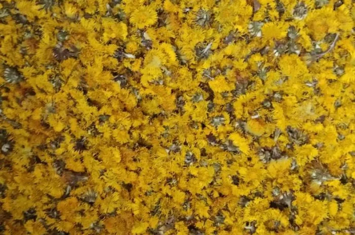 Куплю цвіт мати-й-мачухи- фото № 1