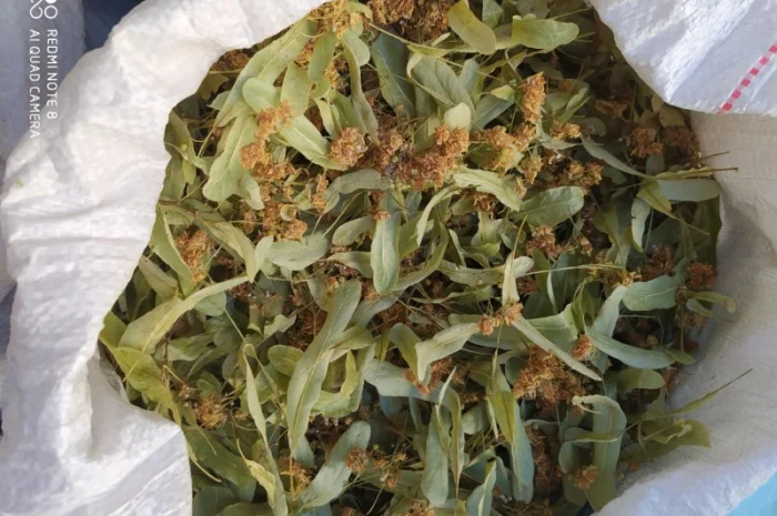 Продам цвіт липи- фото № 1