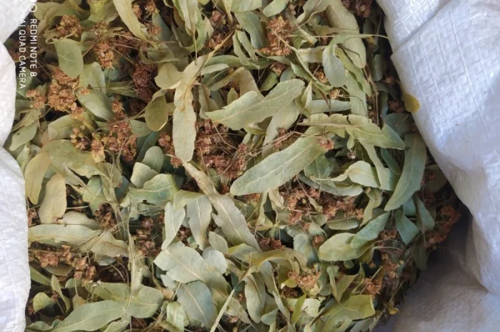 Продам цвіт липи- фото № 3