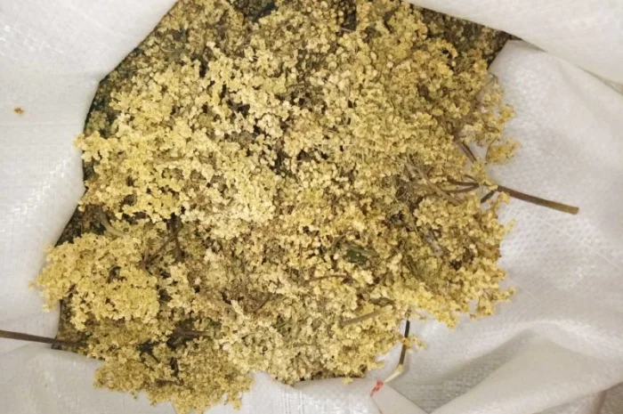 Продам цвіт бузини- фото № 1