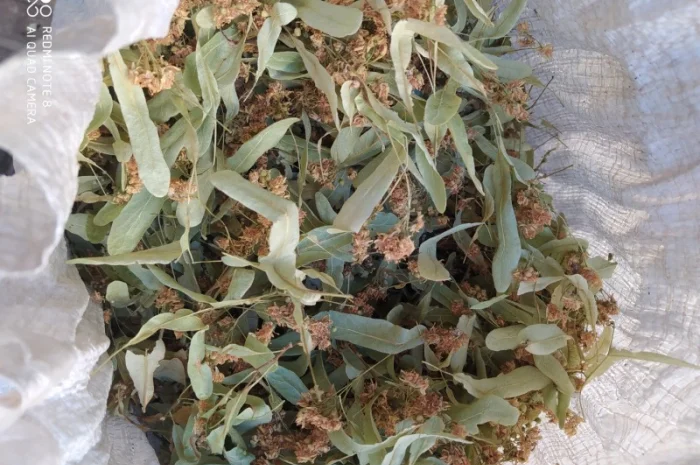 Продам цвіт бузини- фото № 2