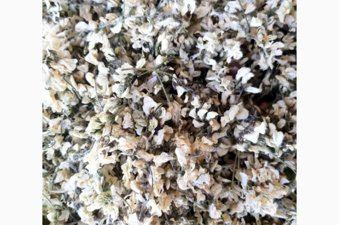 Продам цвіт акації- фото № 1