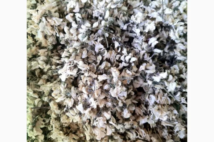 Продам цвіт акації- фото № 2