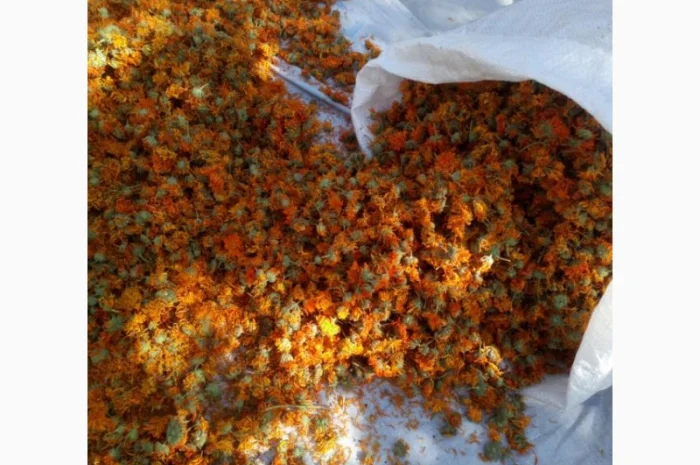 Продам цветы календулы лекарственной. Урожай 2020г. Своя- фото № 1