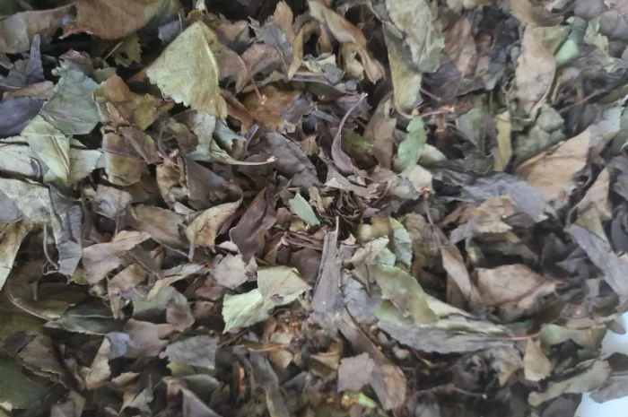 Вишня, ферментований лист- фото № 2