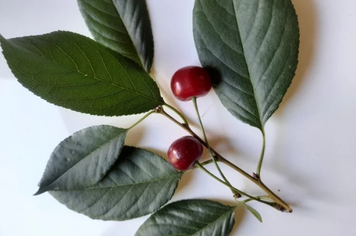 Вишня, ферментований лист- фото № 4