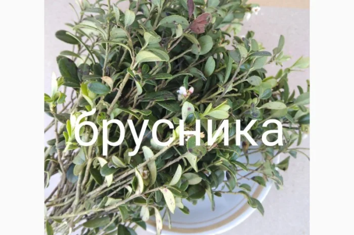 Брусника- фото № 1