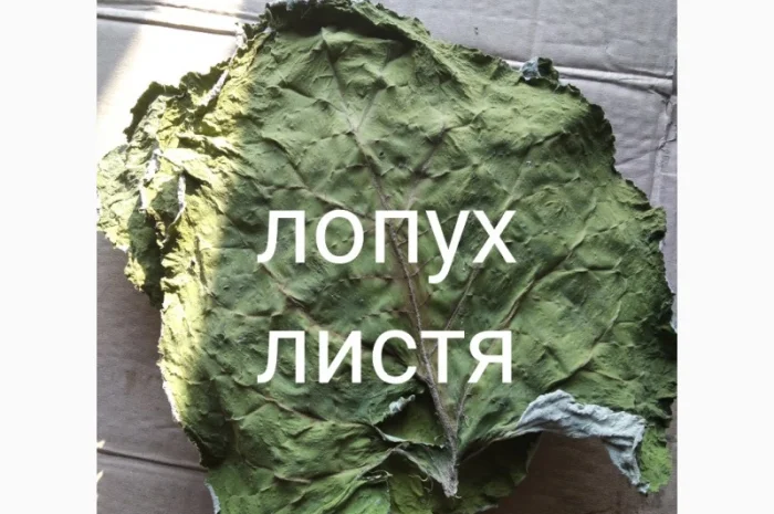 Лопух листя- фото № 1