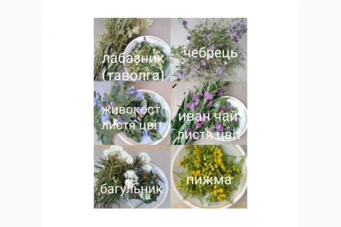 Лікарські трави та коріння- фото № 1