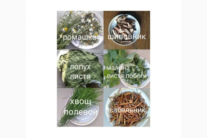 Лікарські трави та коріння- фото № 4