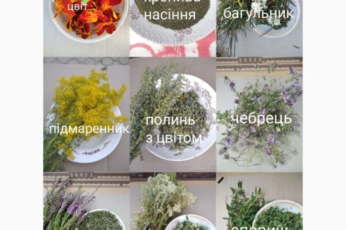 Лікарські трави- фото № 1