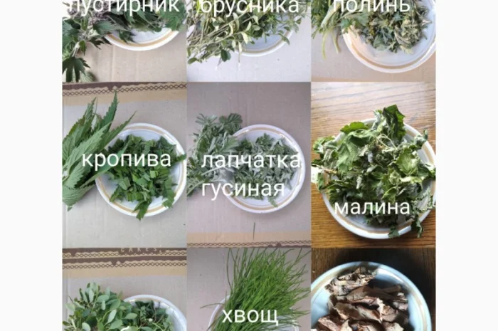 Лікарські трави- фото № 2