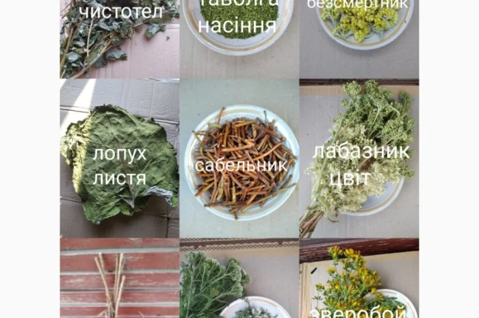 Лікарські трави- фото № 3