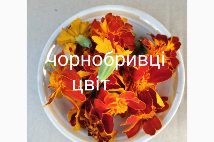 Чорнобривці цвіт- фото № 1
